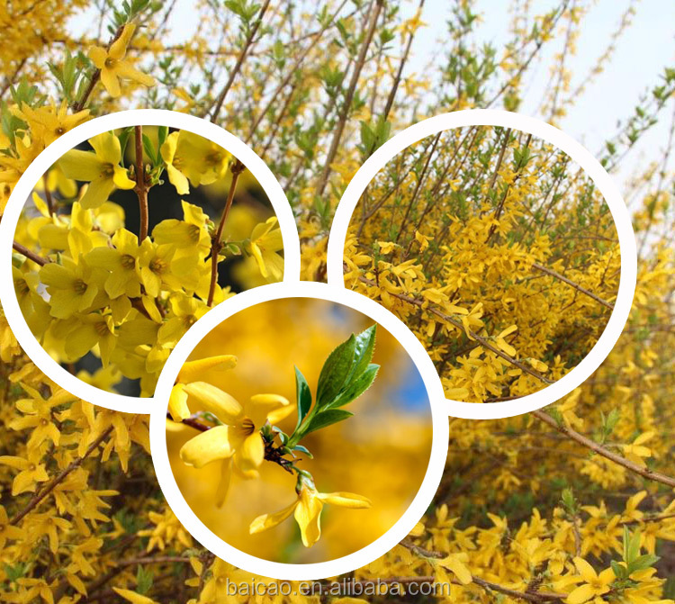 Plant extract factory wholesale essential oil organic natural forsythia oil