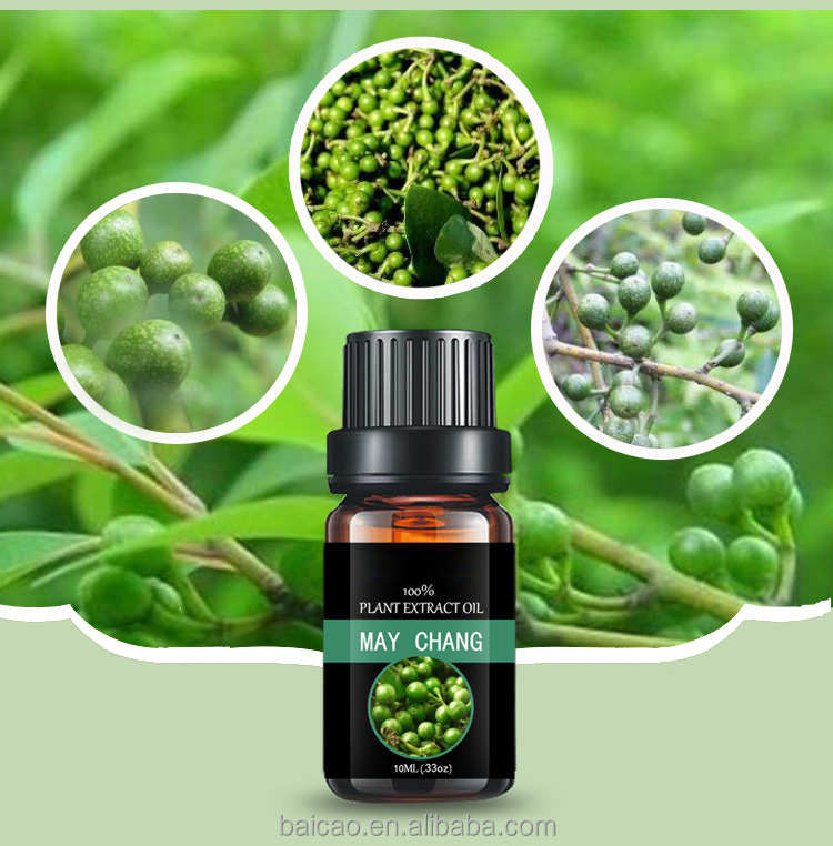 May chang oil Litsea cubeba essential oil used for food and cosmetics