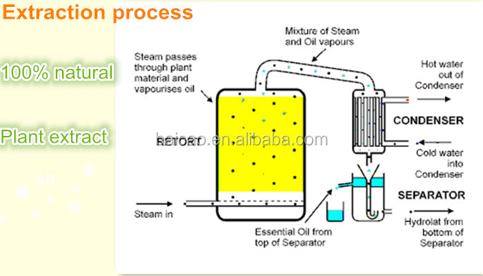 eucalyptus oil