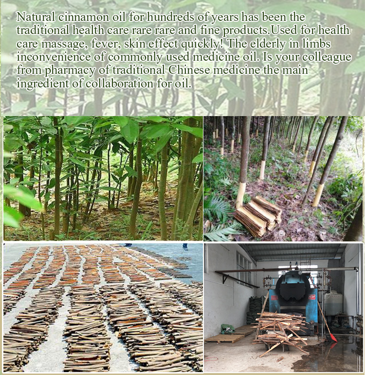 Global export ofessential oil cinnamon cassia seed extract cinnamon essential oil