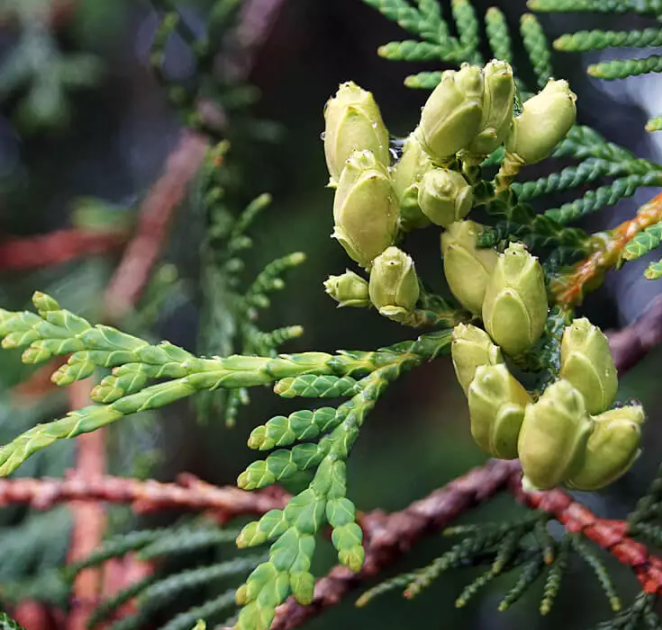 China Natural Thuya Essential Oil Retail Essential Thuja natural  manufacturers and suppliers | Baicao